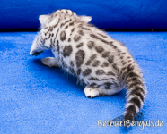 silber rosetted Bengal